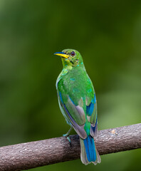 Green Honeycreeper, brightly colored bird showing the fine feather detail perched on a branch with...