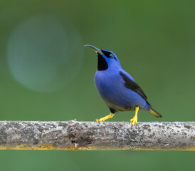 Purple Honeycreeper, brightly colored bird showing the fine feather detail perched on a branch with...