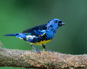 Turquoise, brightly colored bird showing the fine feather detail perched on a branch with good lighting in the tropical forested areas of Trinidad West Indies