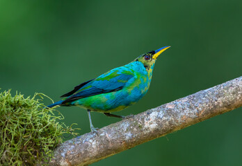 Green Honeycreeper, brightly colored bird showing the fine feather detail perched on a branch with good lighting in the tropical forested areas of Trinidad West Indies