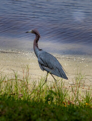 great blue heron