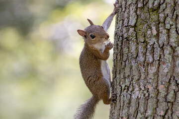 squirrel on a tree