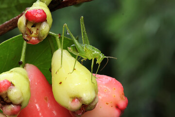 A green katydid is looking for food in the bushes.