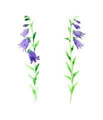 blue bells, campanula, watercolor drawing wild flower, isolated at white background, hand drawn illustration