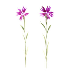 maiden pink, watercolor drawing wild flowers, Dianthus deltoides, isolated at white background, hand drawn illustration