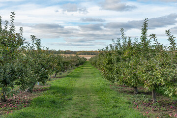 Apple Orchard at the end of the Season