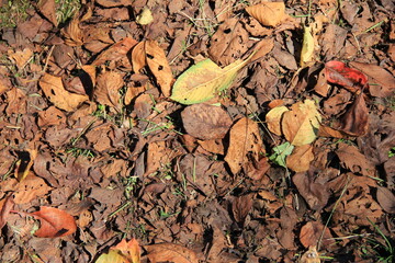 地面を覆う落ち葉