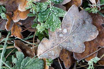 fall leaves covered with hoar frost