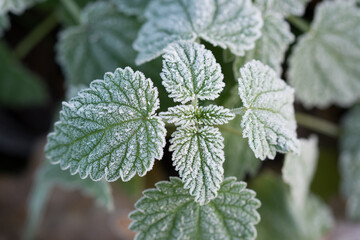 nettle leaves covered with hoar frost