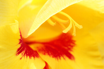 グラジオラス・めしべアップ