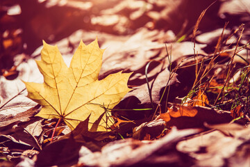 Autumn background-maple leaves fallen leaves lying on the grass