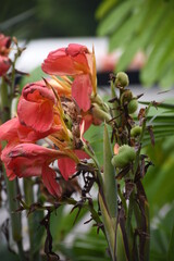 Canna hibrida, Canna or canna lily is the only genus of flowering plants in the family Cannaceae