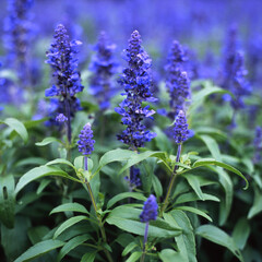 サルビア群集