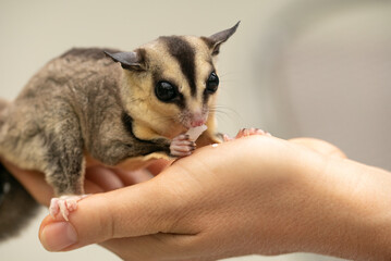 Macro shot of a tiny sugar glider sitting and eats on a woman hand