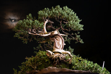 pine bonsai tree standing alone at the night sky with shinning moon on background