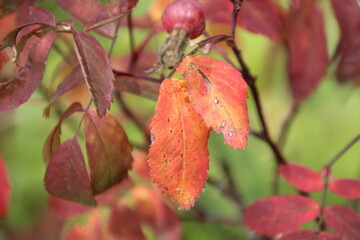red leaves in autumn