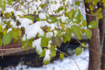 Frozen green leaves of a bush or tree covered with the first snow. Snowfall in summer. First snow. Climate problem concept