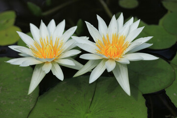 寄り添うホワイトパール