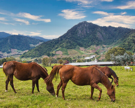 Grupo de caballos comiendo con una monta&ntilde;a de fondo 