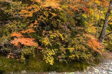 Autumn leaves in the Okususobana Valley