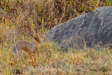 Kirk's dik-dik (Madoqua kirkii) in Serengeti national park, Tanzania