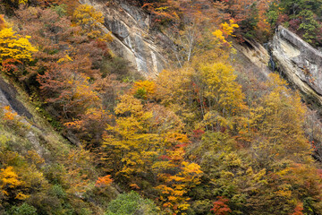 Autumn leaves in the Okususobana Valley
