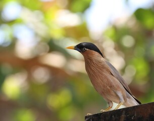 Closeup of Brahminy myna. Brahminy starling. The brahminy myna or brahminy starling is a member of the starling family of birds.