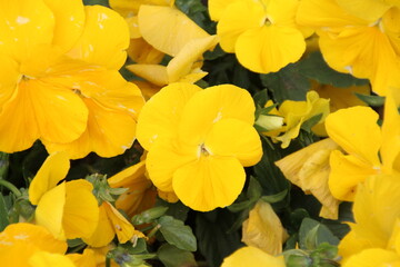 yellow flowers