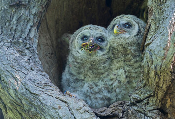 Guess What I am Snacking