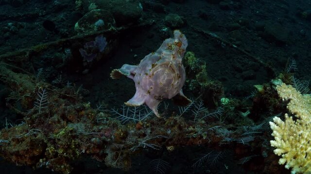 Giant Frogfish - Antennarius commerson is swimming along an artificial reef. Underwater world of Tulamben, Bali, Indonesia. 4k video.