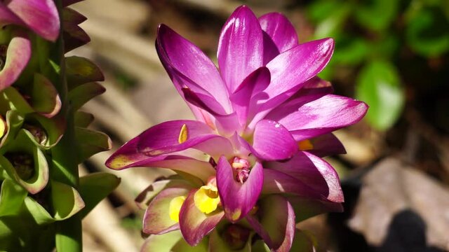 Tumeric flower (Curcuma longa) with a natural background.