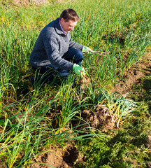 Man gathering in crops of green garlic on family farm field in sunny spring day