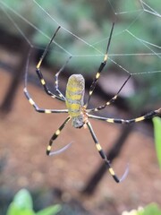 spider on a web