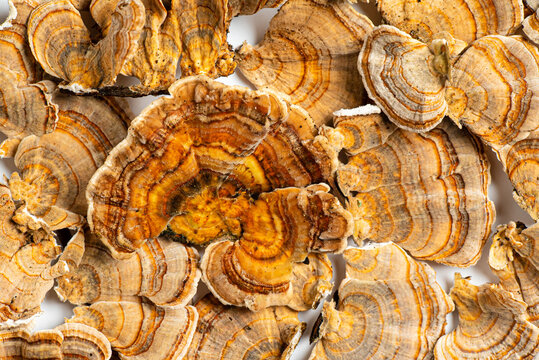 Trametes versicolor is a polypore mushroom, commonly known as turkey's tail. Isolated on white background.