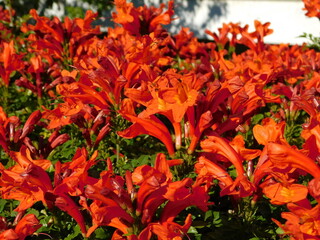 A cape honeysuckle, or Tecoma capensis hedge with orange red flowers in Glyfada, Attica, Greece