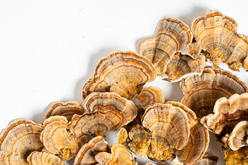 Trametes versicolor is a polypore mushroom, commonly known as turkey's tail. Isolated on white...
