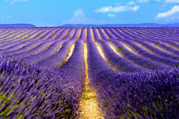Landscape and lavender field, France