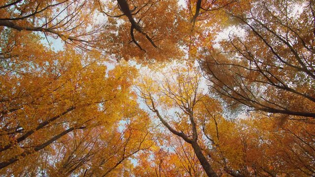 In autumn forest. Nature scene.