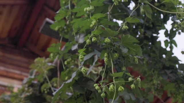 Hops in Backyard at cabin