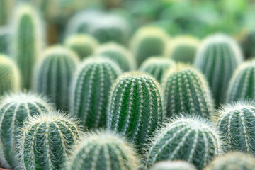 Selective focus close-up cactus texture background.