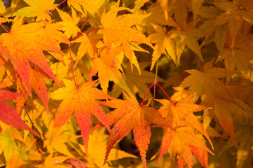 Naklejka na ściany i meble Close-up view of colorful maple leaves. Autumn photography. Background for various uses.