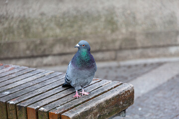 Pigeon on wooden bench in the city