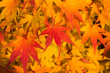 Naklejka na ściany i meble Close-up view of colorful maple leaves. Autumn photography. Background for various uses.
