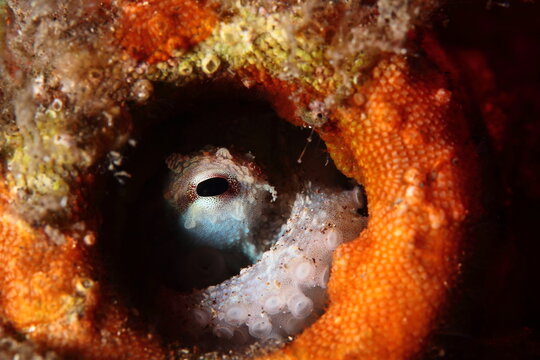 Ojo de pulpo