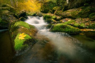 Beautiful mountain stream inside an autumn forest flowing through moss covered rocks