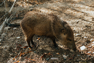 Obraz premium Deer and wild boar in natural habitat in fort sinaloa mexico