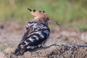 Eurasian hoopoe (Upupa epops) at Baruipur, West Bengal, India