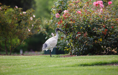 Australian Ibis bird found in a rose garden in front of colourful roses, in Adelaide, South Australia