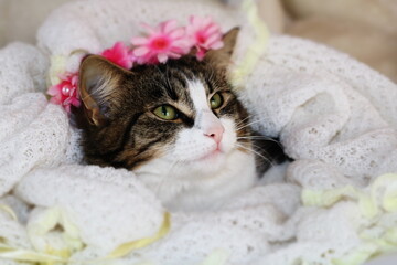 beautiful kitten close - up face