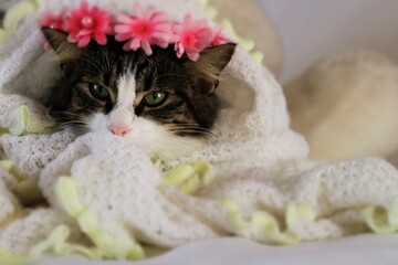 beautiful kitten close - up face